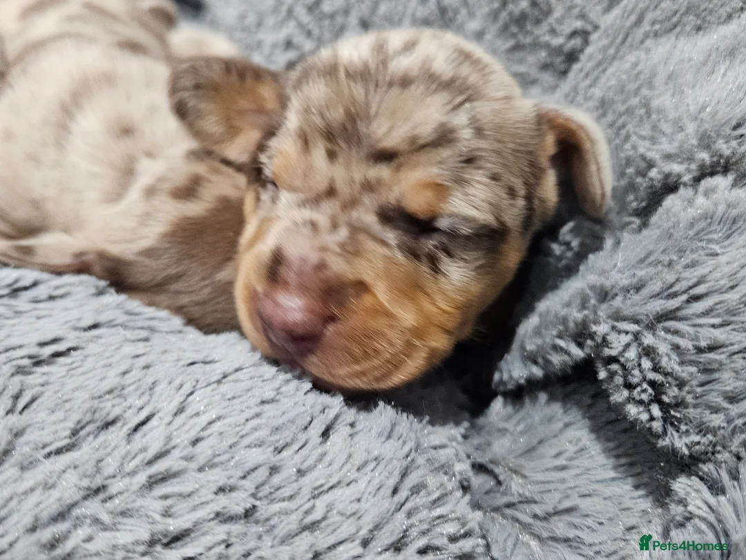 Dachshund dogs for sale: Dachshunds7puppies,only one brown girl left - Advert 14