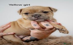 Olde English Bulldogge dogs for sale: Last boy available Olde english bulldog  - Image 17