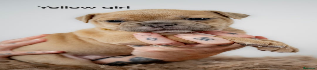 Olde English Bulldogge Puppy 6