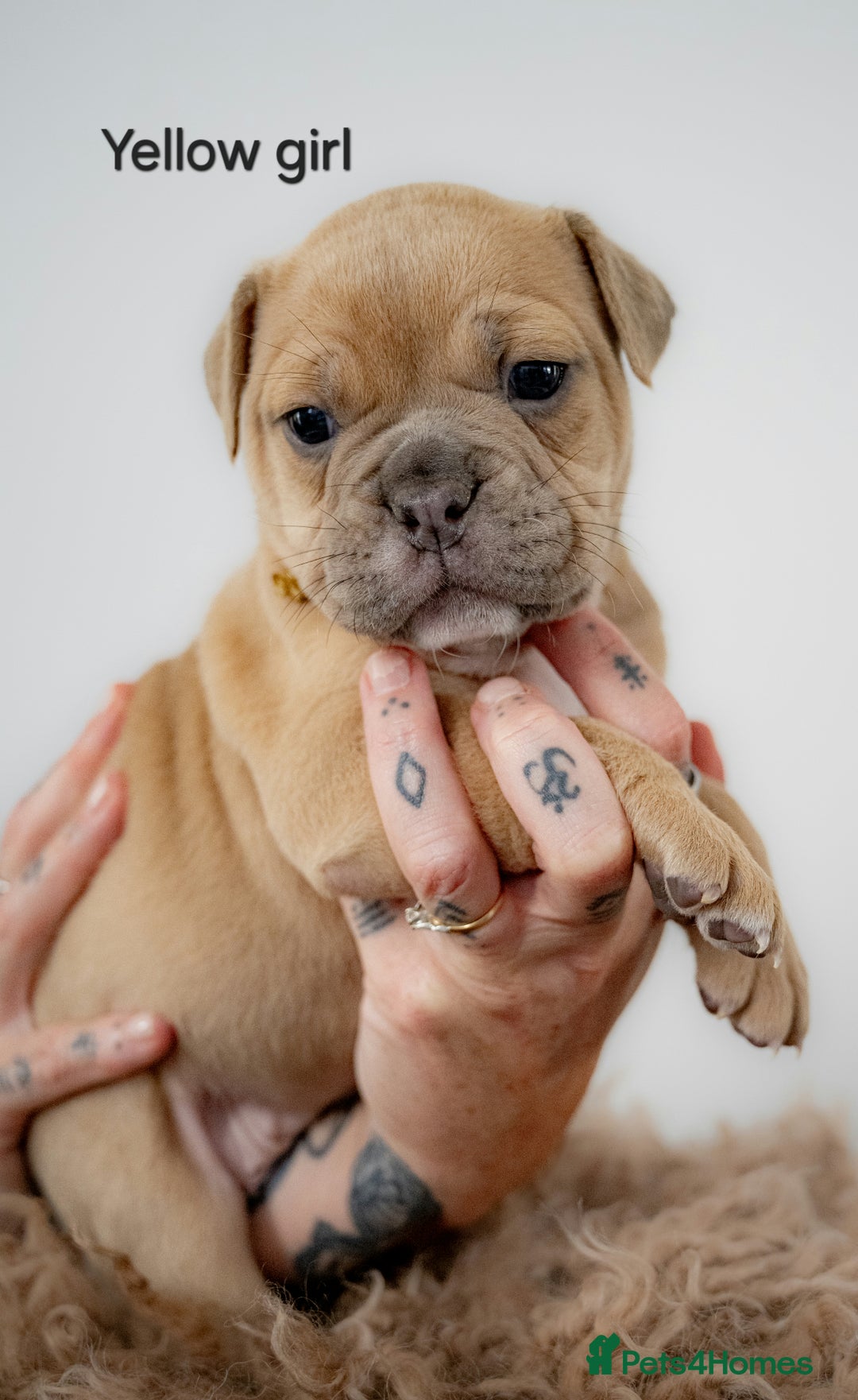 Olde English Bulldogge dogs for sale: Last boy available Olde english bulldog  - Image 17