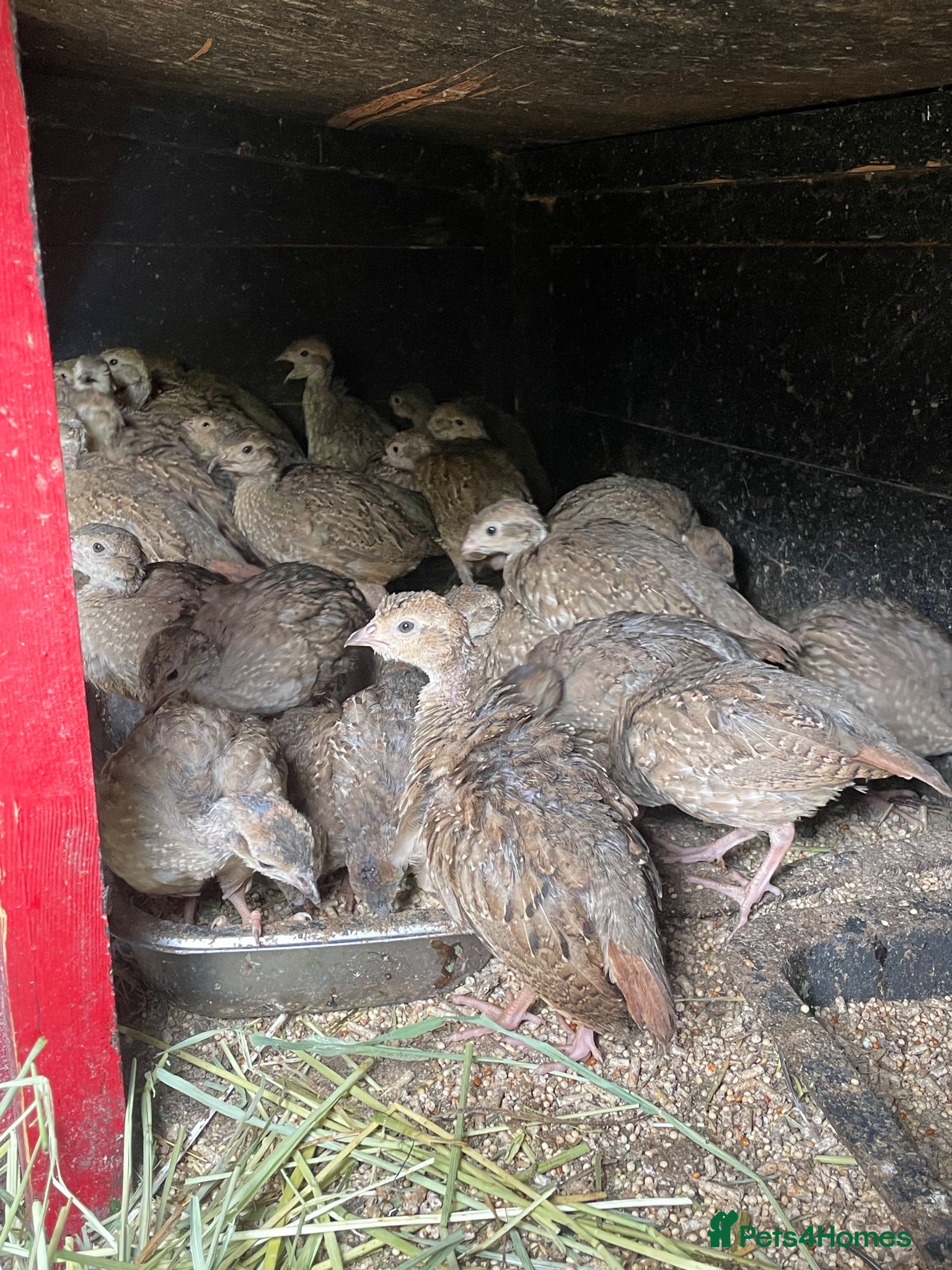 Patridge poultry Selling Silver  partridges chiks. Age 40days . - Advert 1