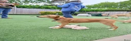 Mixed Breed dogs for adoption: Trudy - Advert 8