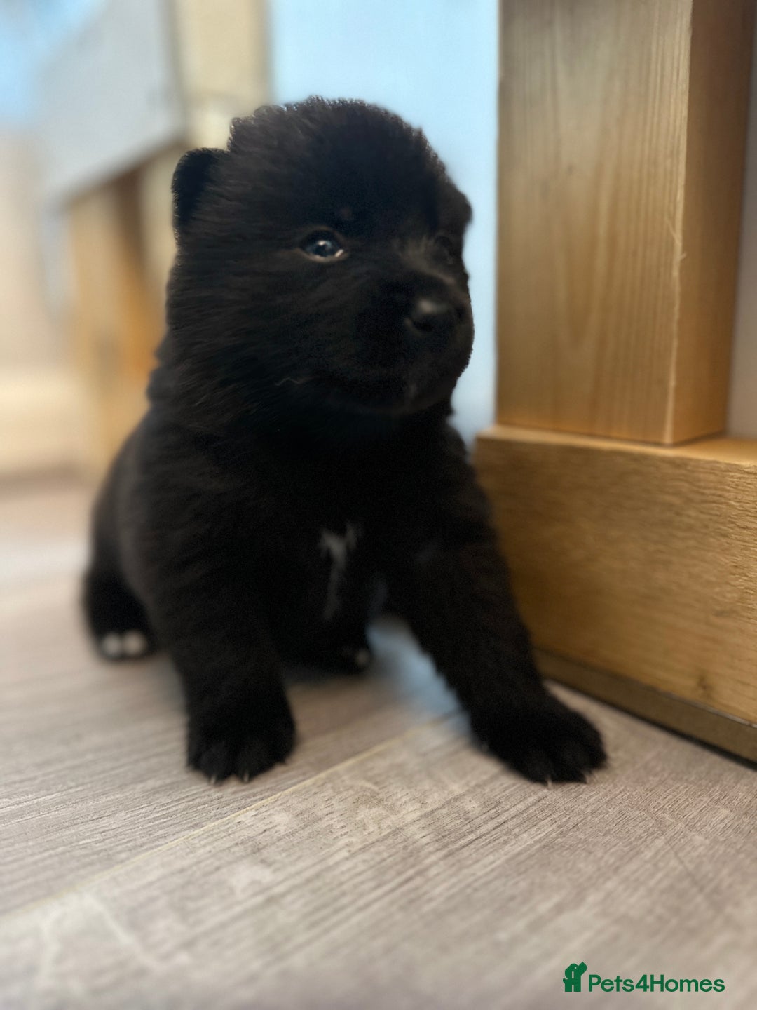 Pomsky dogs for sale: Pomsky Puppies  - Image 16