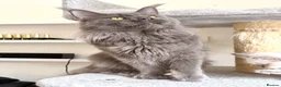 Maine Coon cats for stud: Active TICA Registered - Gentle, Friendly, Proven - Advert 6