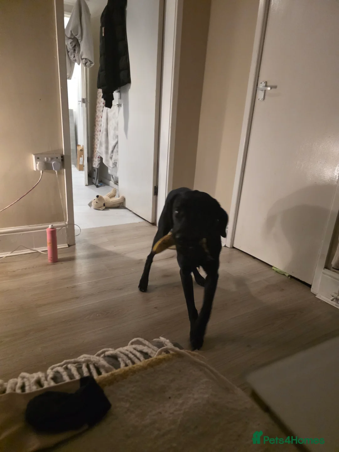 Labrador Retriever dogs for sale: Black labrador - Advert 4