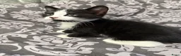 Mixed Breed cats for sale: Kittens ready  - Advert 4