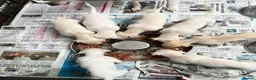 Whippet dogs for sale: Top Quality KC Reg Cream/white Whippet Puppies - Advert 7