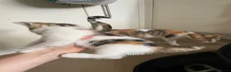 Mixed Breed cats for sale: Mixed tabby  - Advert 5