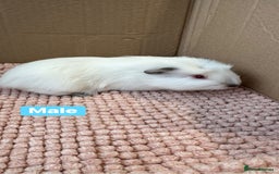 Guinea Pig rodents for sale: Young Guinea pigs  - Advert 7
