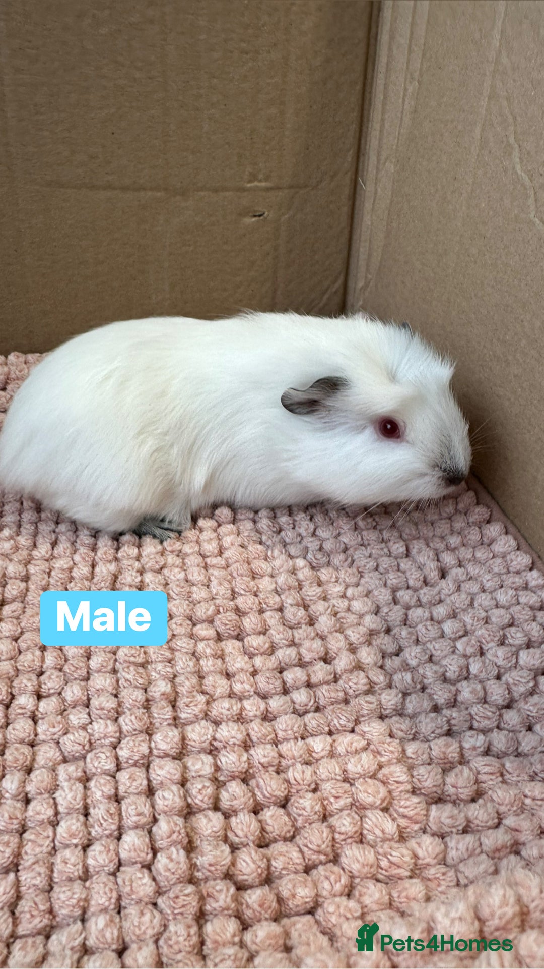 Guinea Pig rodents for sale: Young Guinea pigs  - Advert 7