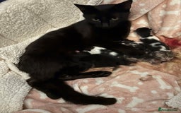 Domestic Shorthair cats for sale: Beautiful Newborn Ready for Homes in 8 Weeks 🐾 - Image 10