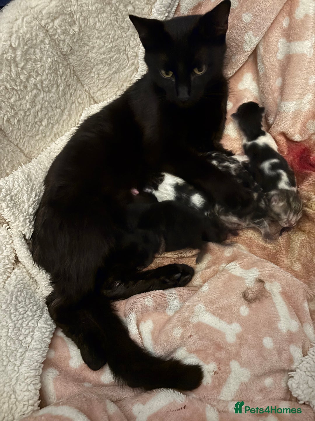 Domestic Shorthair cats for sale: Beautiful Newborn Ready for Homes in 8 Weeks 🐾 - Image 10