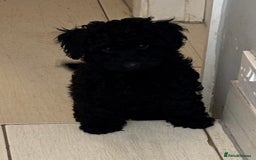 Toy Poodle dogs for sale: Beautiful hypoallergenic Toy poodle pups - Image 3