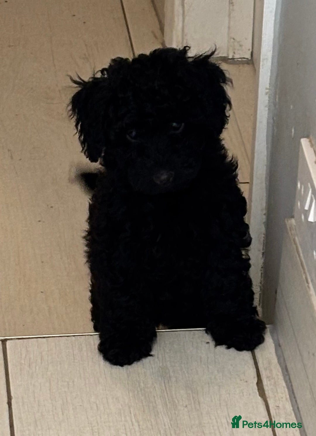 Toy Poodle dogs for sale: Beautiful hypoallergenic Toy poodle pups - Image 3