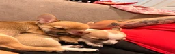 Chihuahua dogs for sale: Smooth Coat Chihuahua Puppies - Advert 7