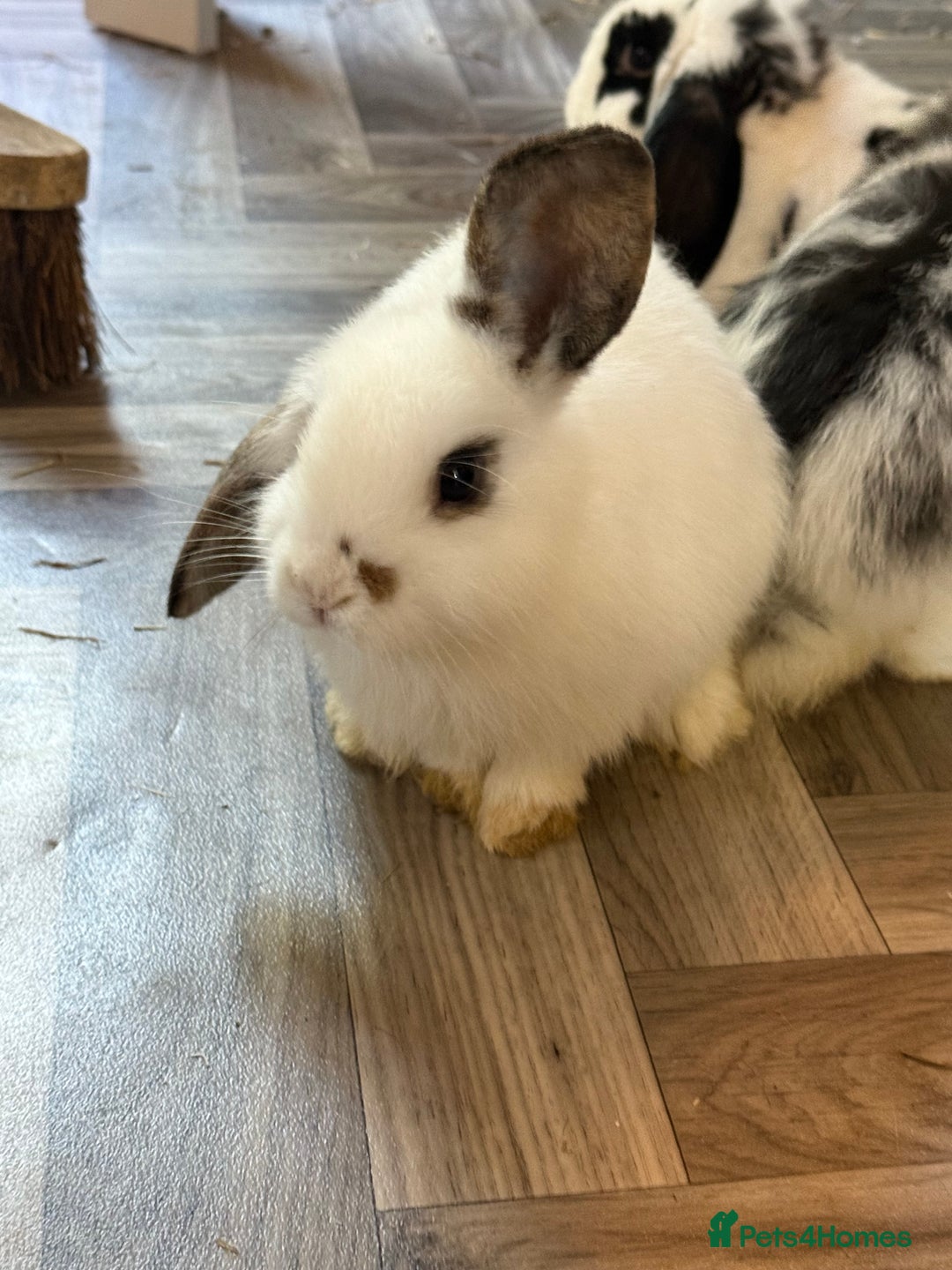 Mini Lop rabbits for sale: 🐇 Two Sweet Male Bunnies Need Forever Homes 🐇 - Image 4