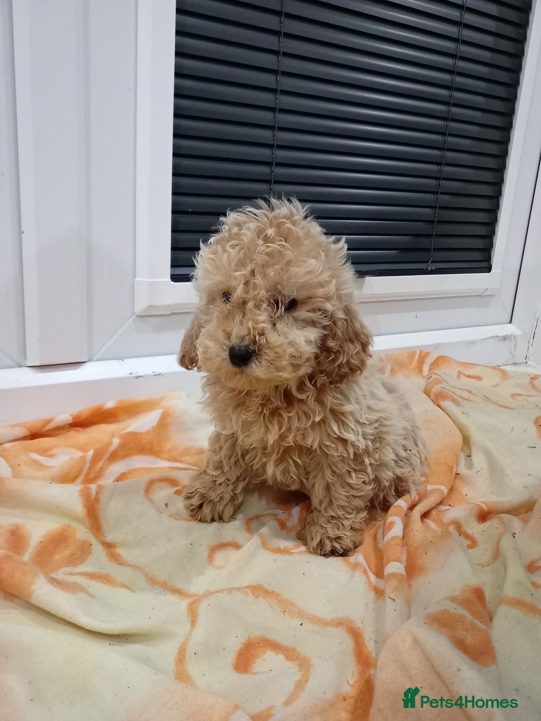 Cockapoo dogs for sale: Cockapoo puppies 😍 - Advert 7