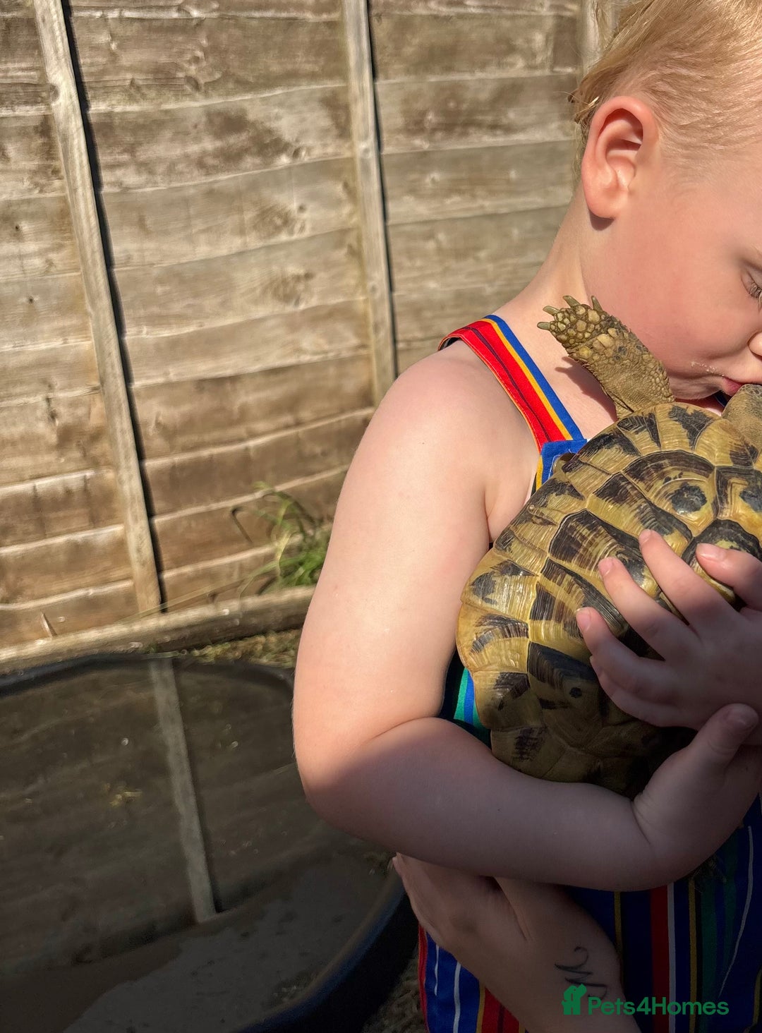 Hermann Tortoise reptiles for sale: Male Hermann Tortoise for sale(Enclosure included) - Advert 4