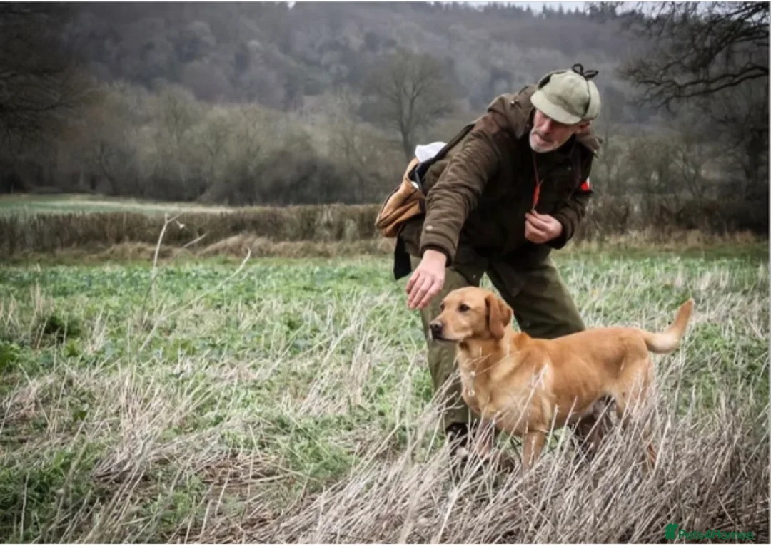 Labrador Retriever dogs for sale: Ftch sired litter proven working dogs  - Advert 6