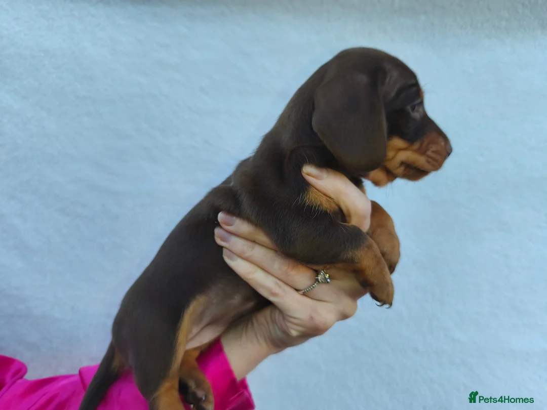 Miniature Dachshund dogs for sale: Super small miniature dachshund kc - Advert 2