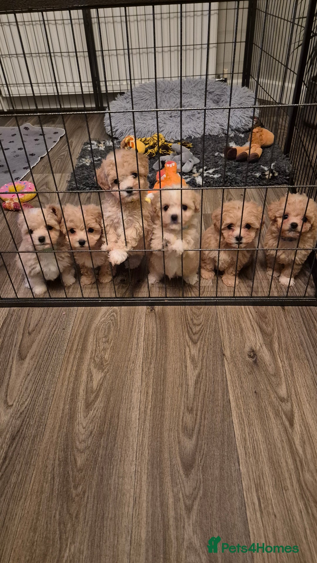 Maltipoo dogs for sale: F1 Maltipoo puppies 🐶 Just 2 girls remaining  - Advert 21