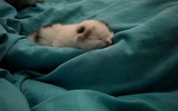 Siberian cats for sale: Unique Female Siberian Kitten - Image 4