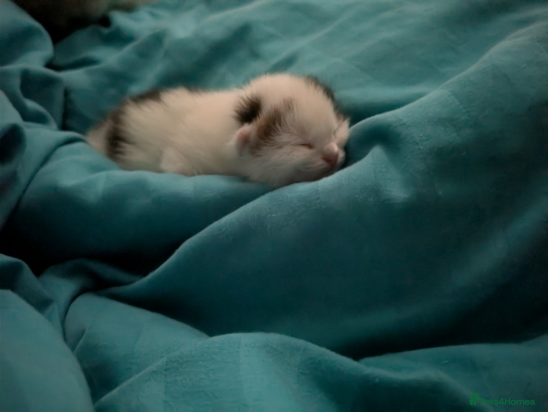Siberian cats for sale: Unique Female Siberian Kitten - Image 4