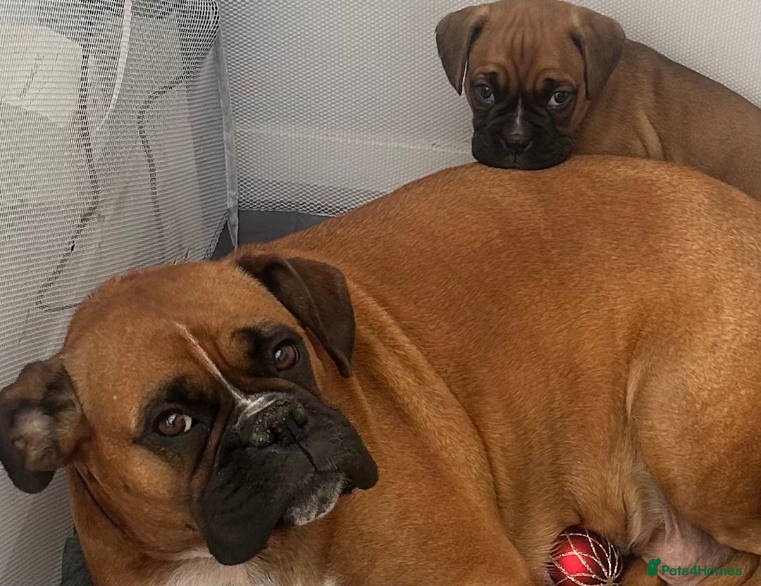 Boxer dogs for sale: Boxer puppy female - Advert 7