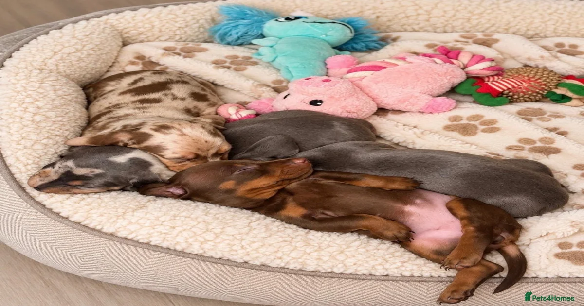 Miniature Dachshund Puppies for sale in Bromley, Greater London ...