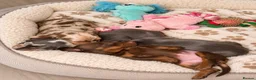Miniature Dachshund dogs for sale: Stunning Litter - K.C Registered in Bishop's Stortford - Advert 3