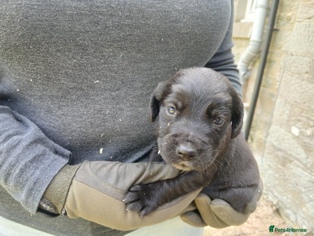 Cockerdor dogs for sale: Gorgeous cockador Puppies - Image 8