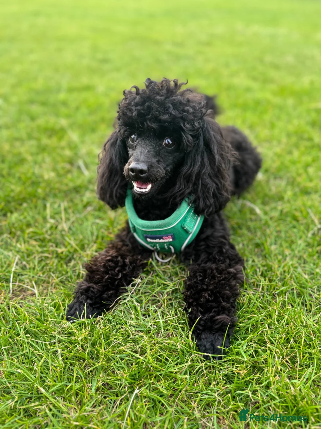 Toy Poodle dogs for stud: FOR STUD £300 - Advert 2