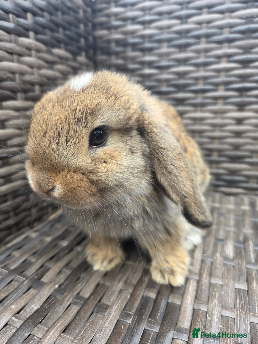 Mini Lop rabbits for sale:  The last two rabbits have been reserved Mini Lops - Image 6
