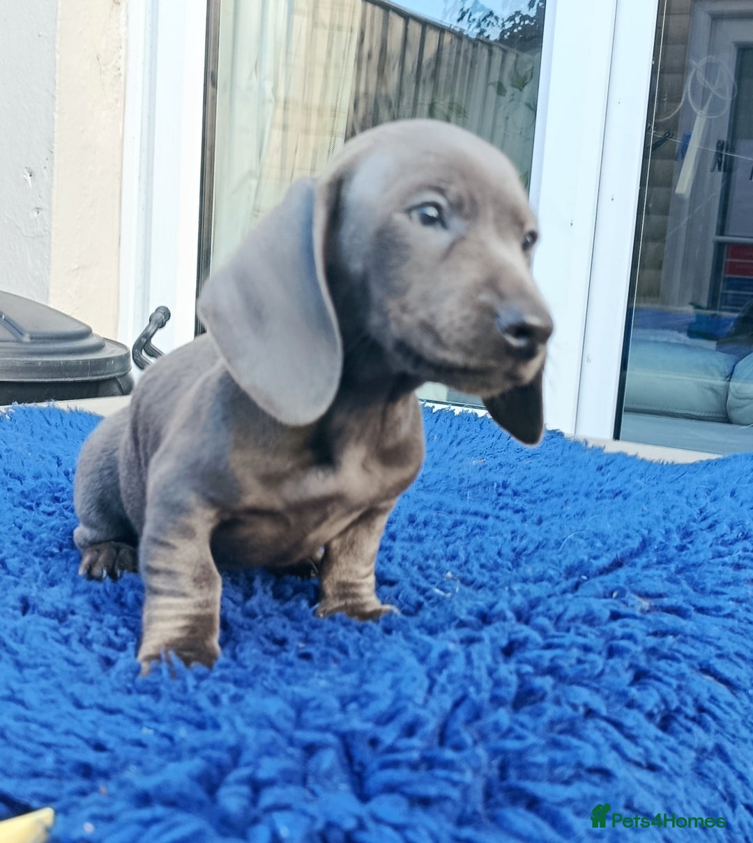 Miniature Dachshund dogs for sale: READY NOW STANDARD KC REG DACHSUNDS PRA CLR  - Image 8