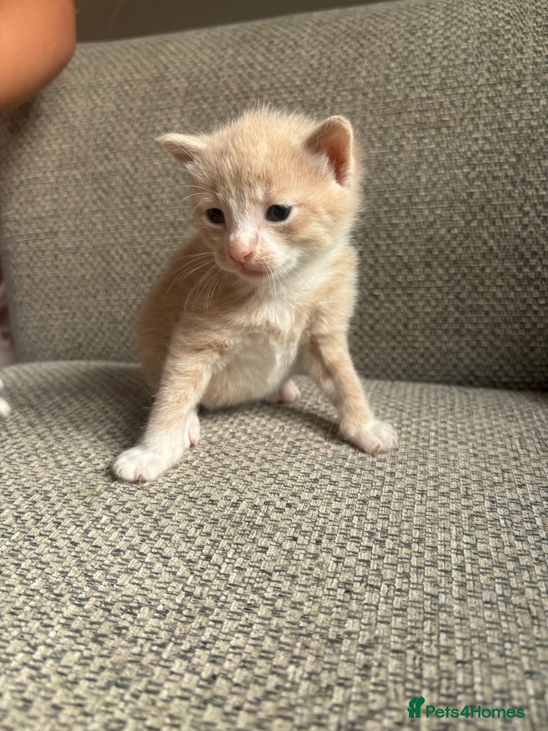 Mixed Breed cats for sale: Beautiful mixed colour kittens  - Image 7