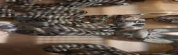 Snake reptiles for sale: Red tail Boa - Advert 1