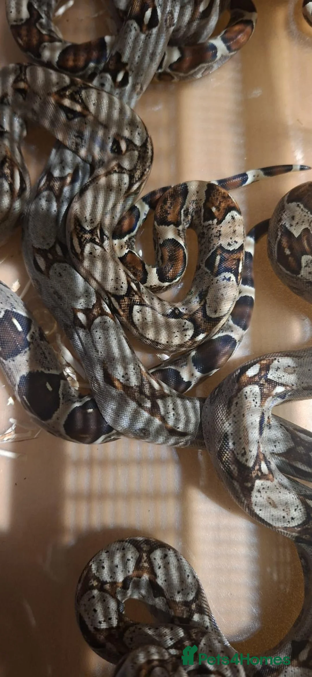Snake reptiles for sale: Red tail Boa - Advert 1