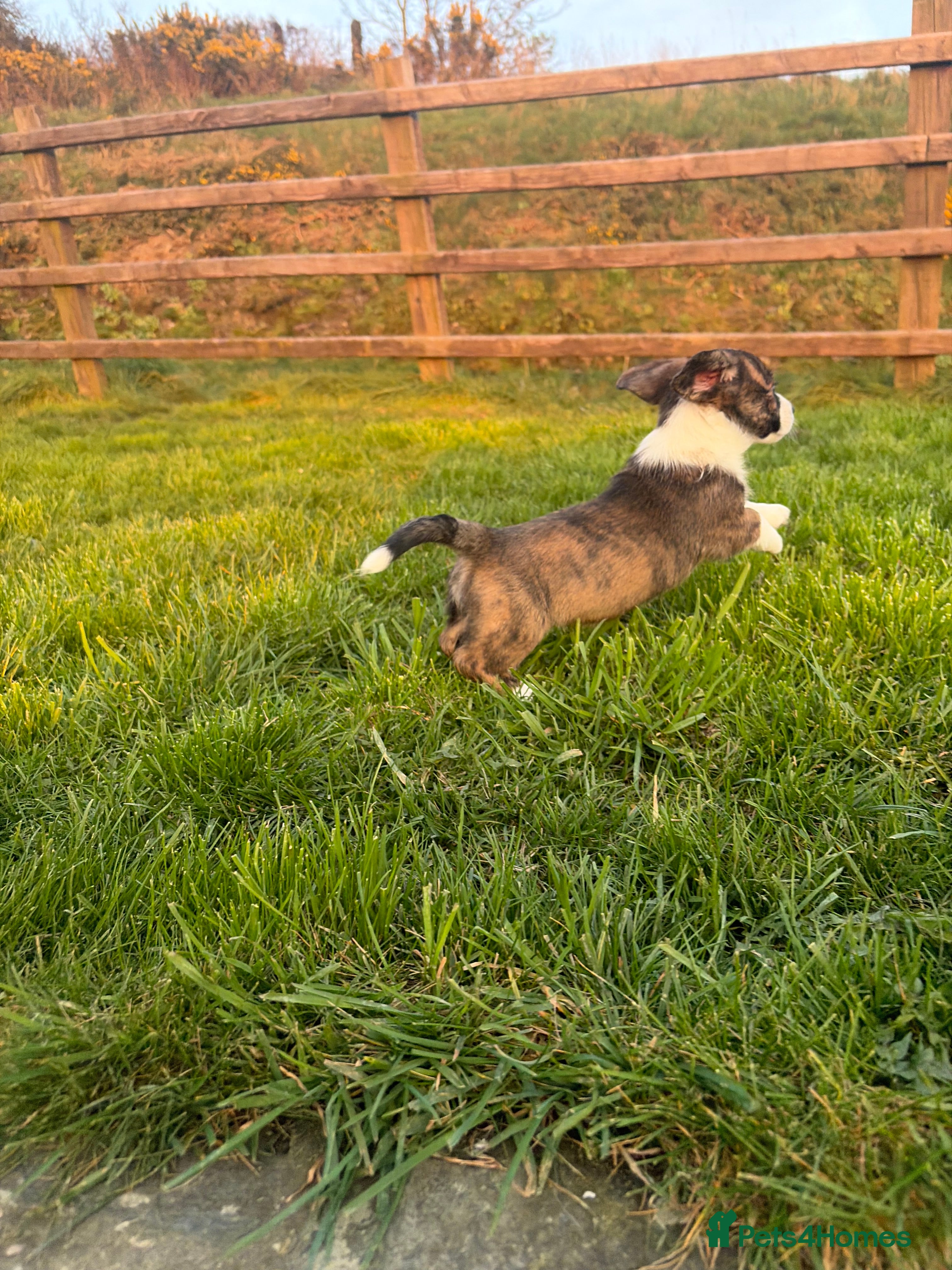 Welsh Corgi Cardigan dogs Beautiful KC registered Welsh Cardigan Corgi  - Advert 1