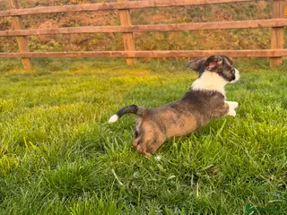 Welsh Corgi Cardigan dogs Beautiful KC registered Welsh Cardigan Corgi - Advert 1