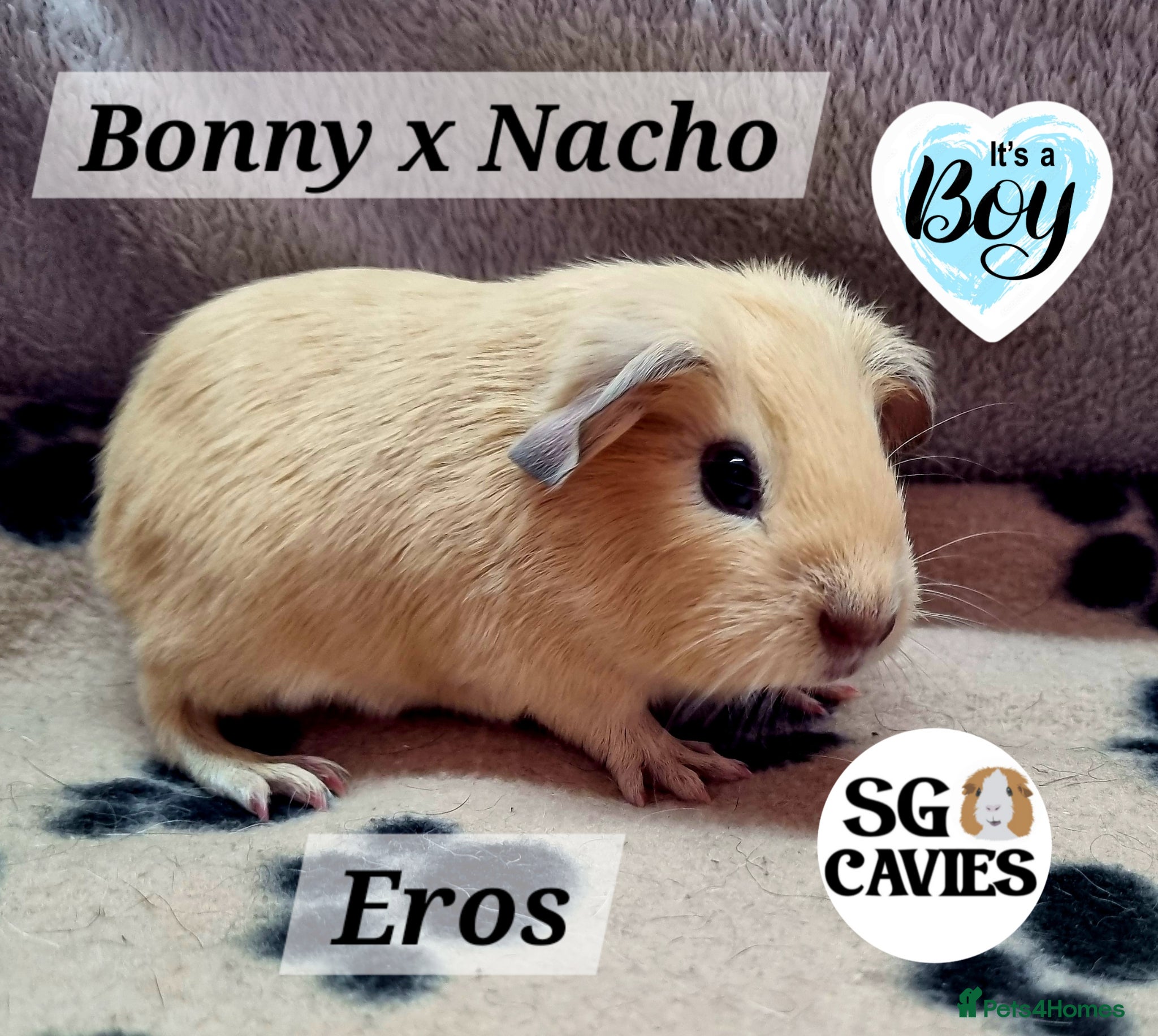 Guinea Pig rodents Gorgeous baby guinea pigs 1 boy left  - Advert 16