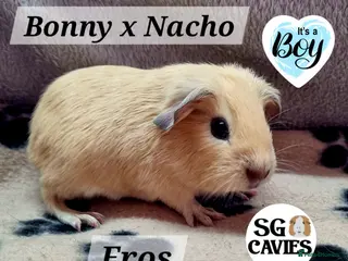 Guinea Pig rodents Gorgeous baby guinea pigs 1 boy left - Advert 16