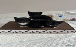 Domestic Shorthair cats for sale: Meet the Bean Salad – Our Little Litter! - Image 1