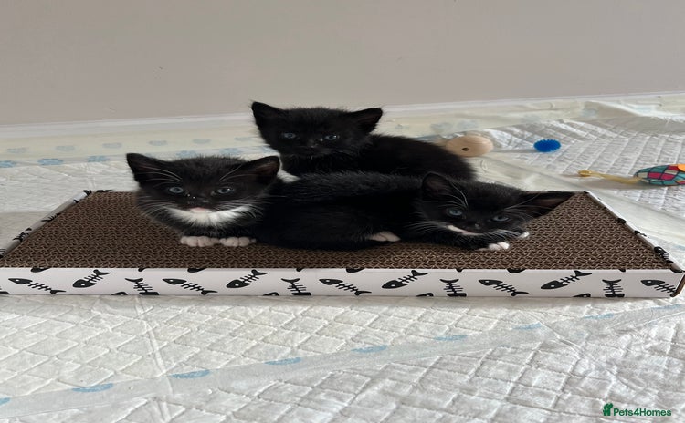 Domestic Shorthair cats - Advert 7