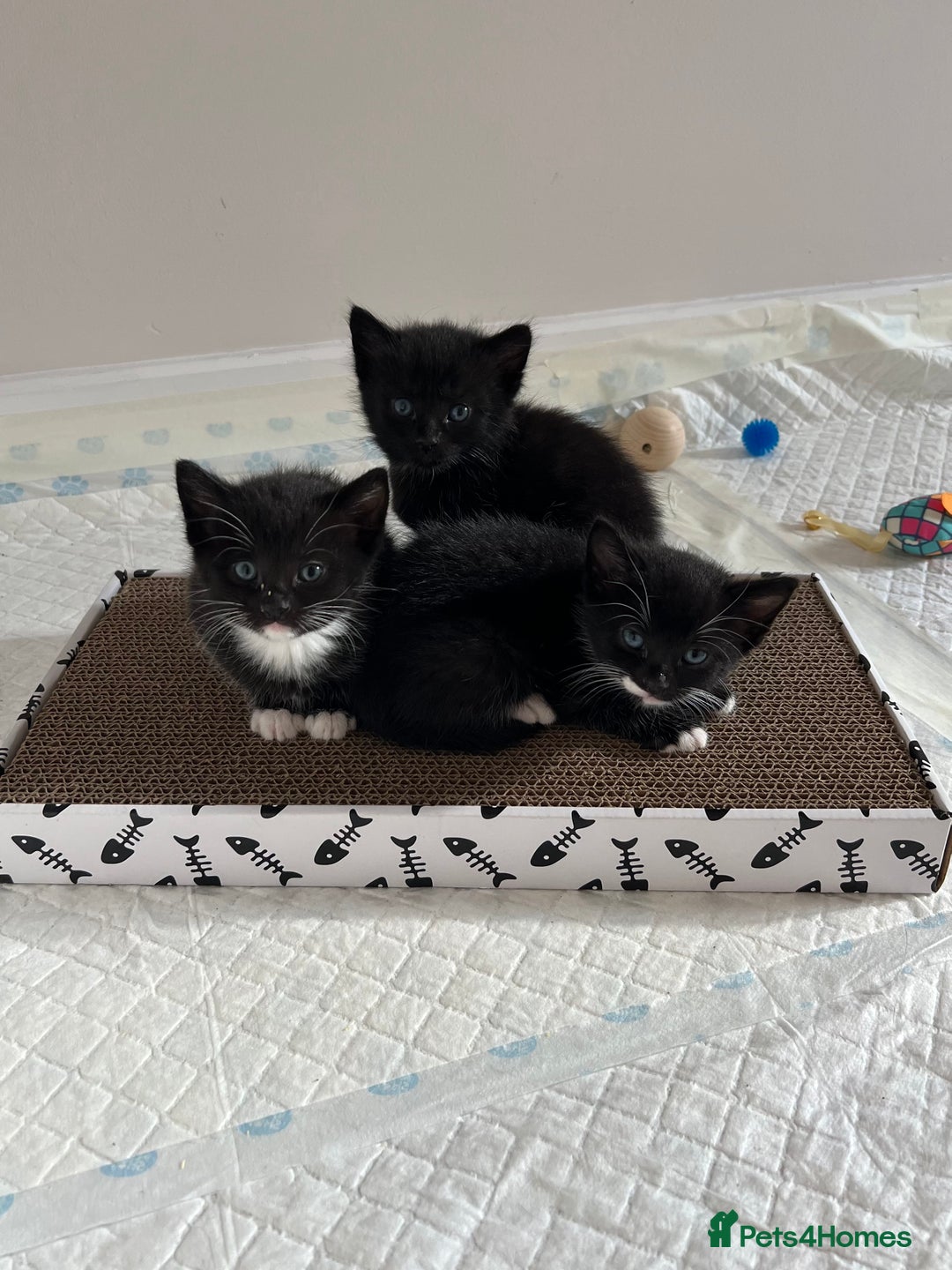 Domestic Shorthair cats for sale: Meet the Bean Salad – Our Little Litter! - Image 1