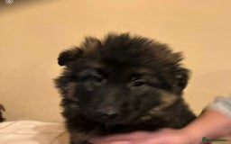 German Shepherd dogs for sale: German Shepherd Pups For Sale - Advert 9