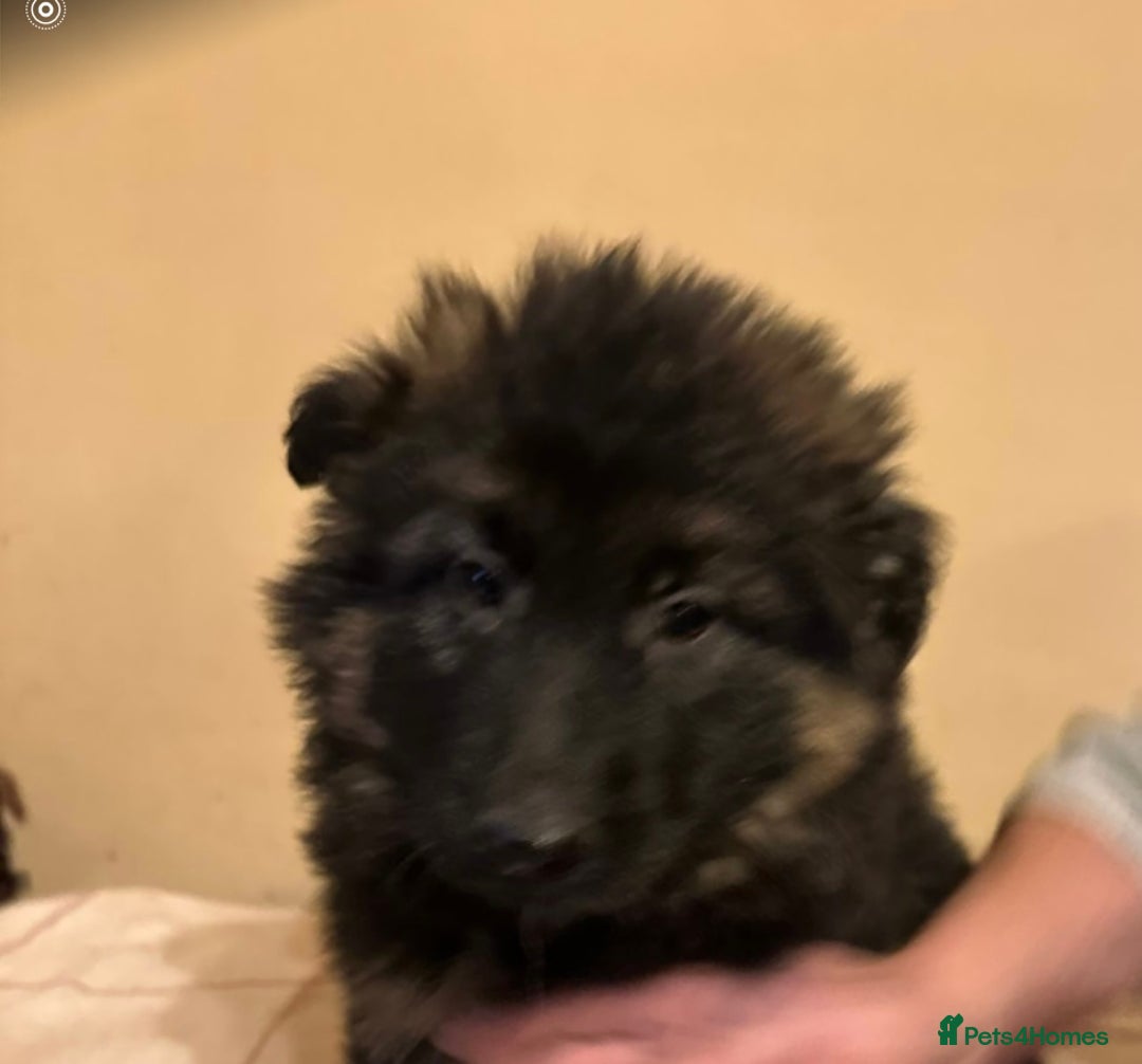 German Shepherd dogs for sale: German Shepherd Pups For Sale - Advert 9