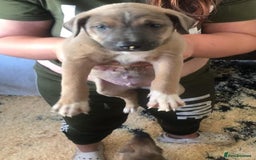 Mixed Breed dogs for sale: 2 beautiful babies left - Image 4