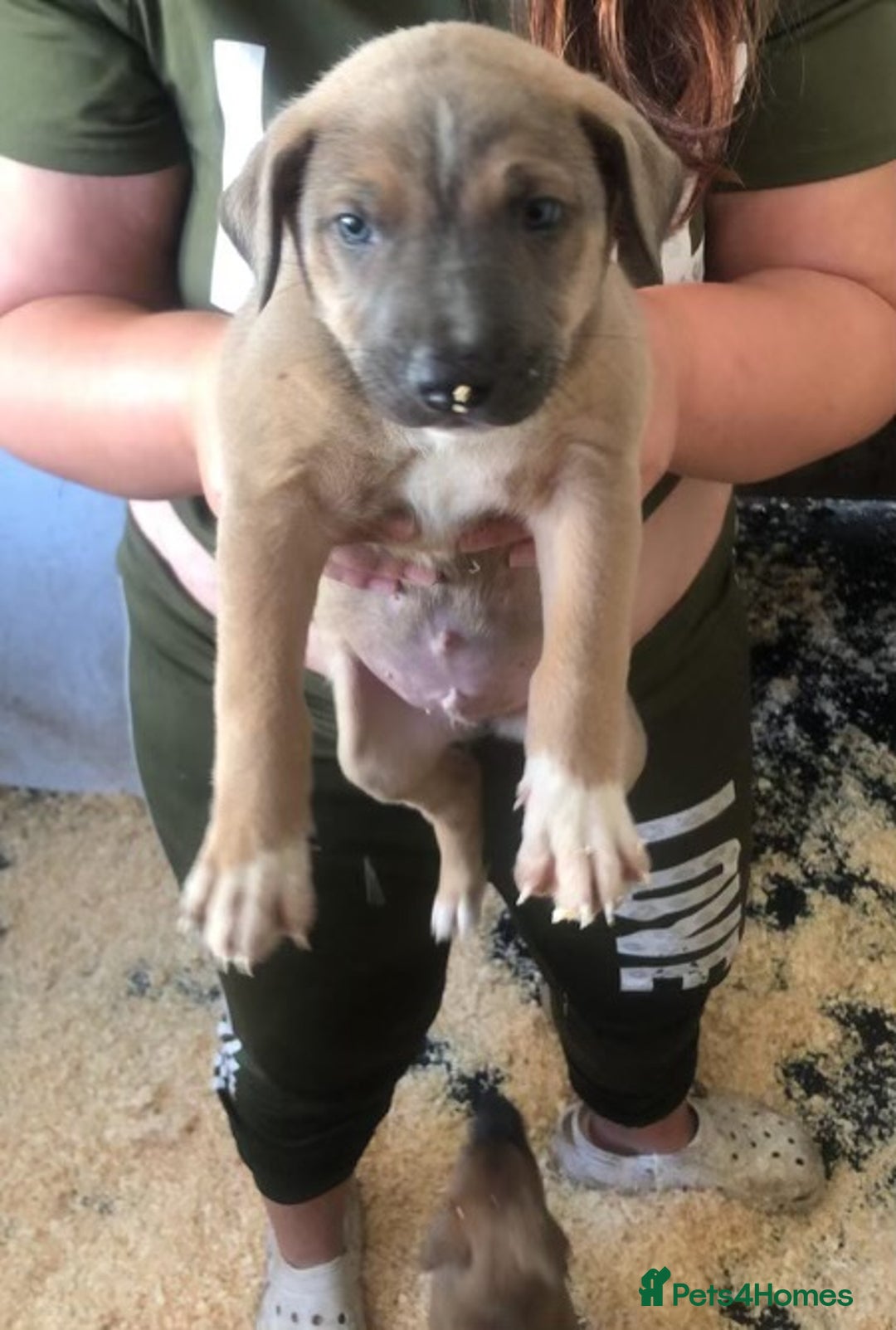 Mixed Breed dogs for sale: 2 beautiful babies left - Image 4