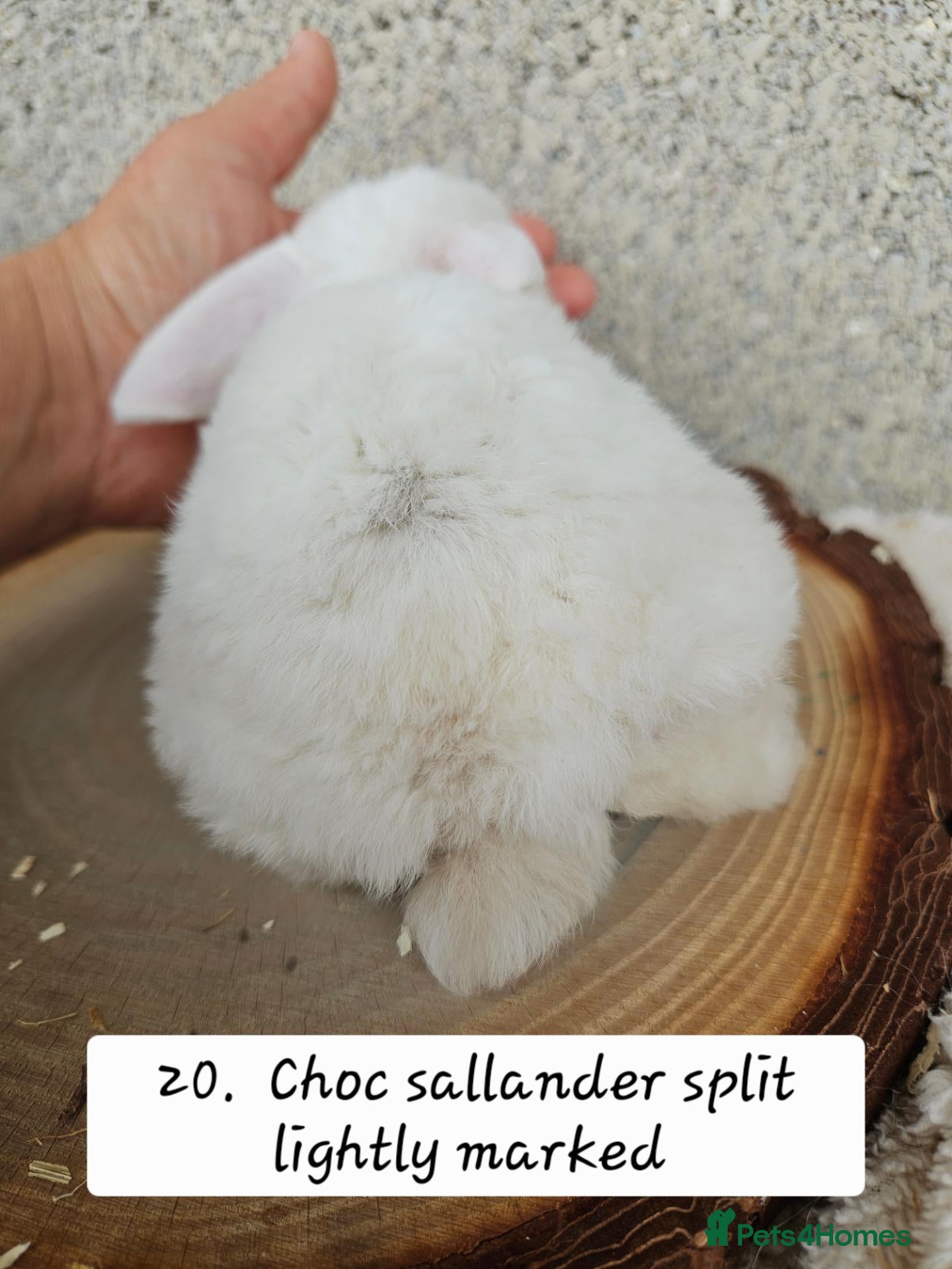 French Lop rabbits 🐻 Ad 2 PUREBRED MINI PLUSH LOPS 💕 - Advert 2