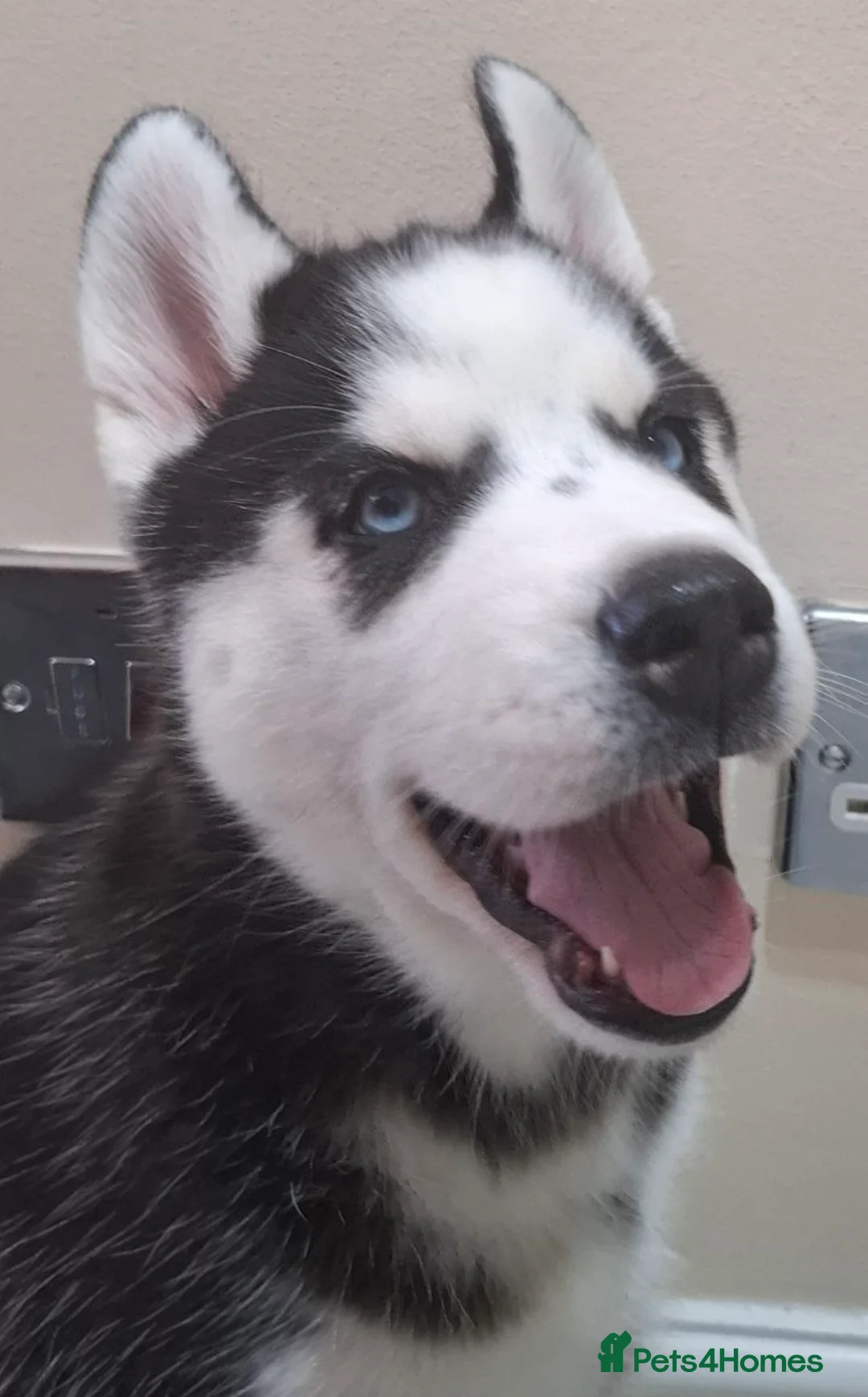 Siberian Husky dogs for sale: Siberian Huskies- BIG and WOOLY (4 Female, 1 Male) - Advert 18